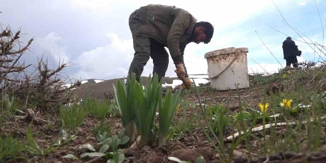 Tüccarlar kilosunu 50 TL’den alıyor: Köylünün geçim kaynağı haline geldi 6